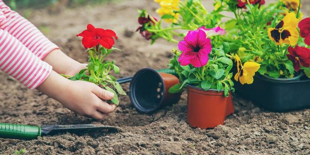 Un niño planta un jardín de flores. Enfoque selectivo. naturaleza. - Foto, imagen