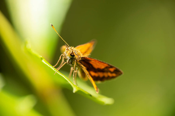 Orange Dart, Wide-brand Grass-dart Skipper butterfly also known as Suniana Sunias - Photo, Image