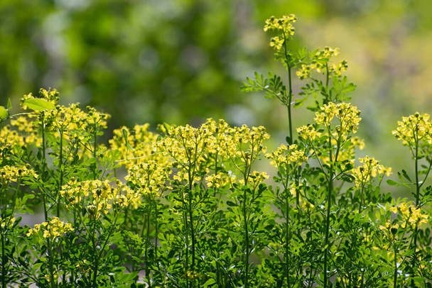 Geïsoleerde gele kleine wilde bloemen van de rue Ruta graveolens met lange stengels op wazig veelkleurige bloemen achtergrond met wat bokeh in zonnige dag - Foto, afbeelding