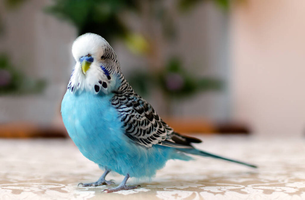 Muhabbet kuşu, mavi renkli küçük konuşan bir erkek, sevimli bir evcil hayvan, yakın plan. - Fotoğraf, Görsel