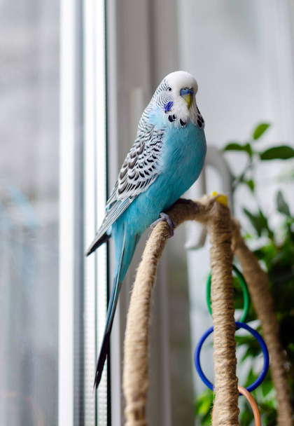 budgerigar, small talking male of blue color, cute playful pet, close-up - Фото, изображение