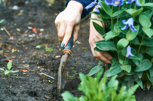 En la mano de las mujeres, pequeños rastrillos azules para el cuidado de las plantas y las flores en el jardín. Jardinería
. - Foto, Imagen