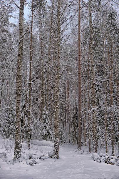 Winter forest - Фото, изображение