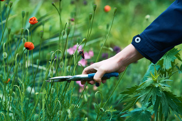 A nők kézi kerti metsző a vágás növények. Kertészkedés. Növénygondozás. - Fotó, kép