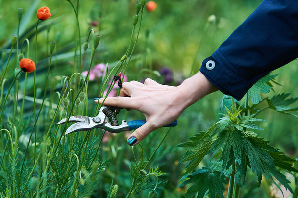 У женщин ручная садовая обрезка для обрезки растений. Садоводство. Уход за растениями
. - Фото, изображение