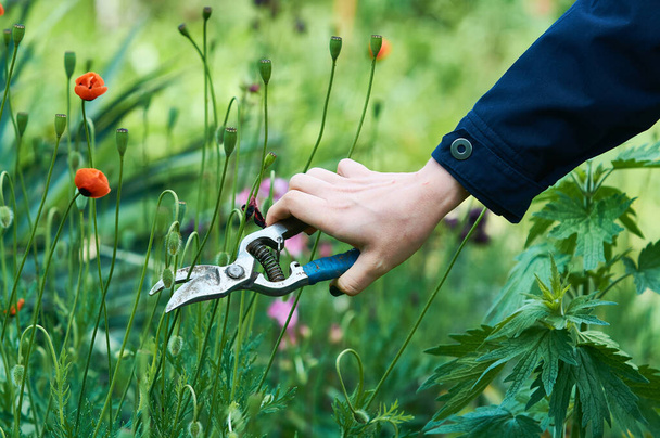In der Frauenhand Gartenschere zum Pflanzen schneiden. Gartenarbeit. Pflanzenpflege. - Foto, Bild