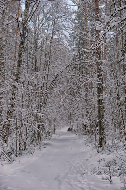 Winter forest - Фото, зображення