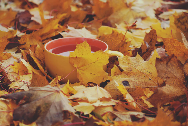 Une tasse de thé noir sur fond coloré automne feuilles d'automne - Photo, image