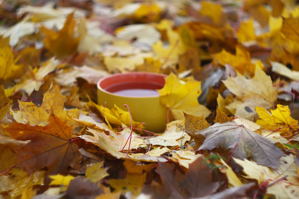 色とりどりの秋の紅茶を背景にしています。 - 写真・画像