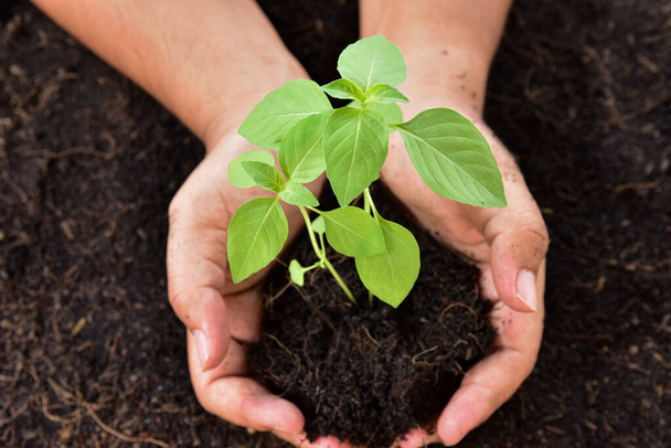 Sluit de menselijke hand die jong boomt. Het aanplanten van bomen om het milieuconcept te behouden. - Foto, afbeelding