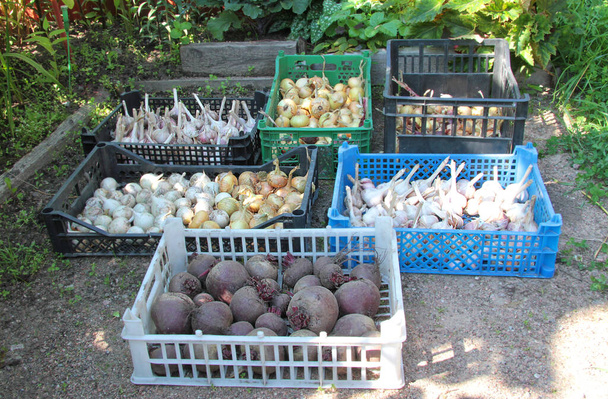 Récolte du jardin dans des boîtes en plastique, oignons, ail, betteraves.
. - Photo, image