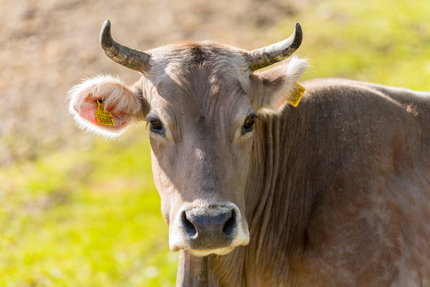 Canillo, Ανδόρα: 2020 12 Μαΐου: Αγελάδες στον ήλιο στην ύπαιθρο Canillo στα Πυρηναία, Ανδόρα την άνοιξη. - Φωτογραφία, εικόνα