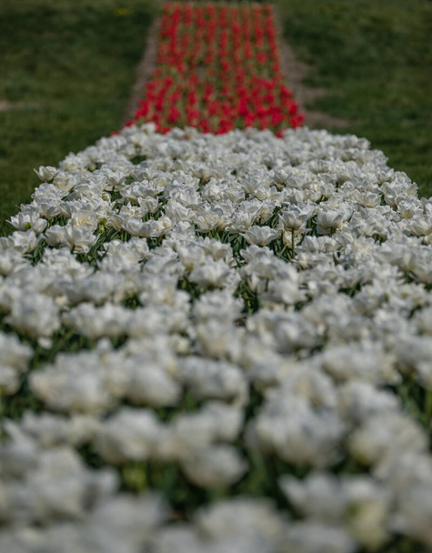 Άνοιξη πεδία τουλίπας στην Ολλανδία, πολύχρωμα λουλούδια στην Ολλανδία. Μια ομάδα πολύχρωμων τουλίπας. Επιλεκτική εστίαση. Πολύχρωμο φόντο φωτογραφία τουλίπες. - Φωτογραφία, εικόνα