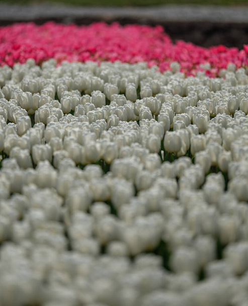 Een groep witte tulpen. Selectieve focus. Kleurrijke tulpen foto achtergrond. - Foto, afbeelding
