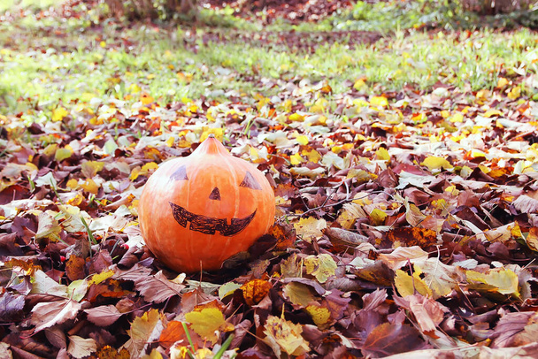 Hauska Halloween kurpitsa syksyllä puistossa syksyllä lehdet. - Valokuva, kuva