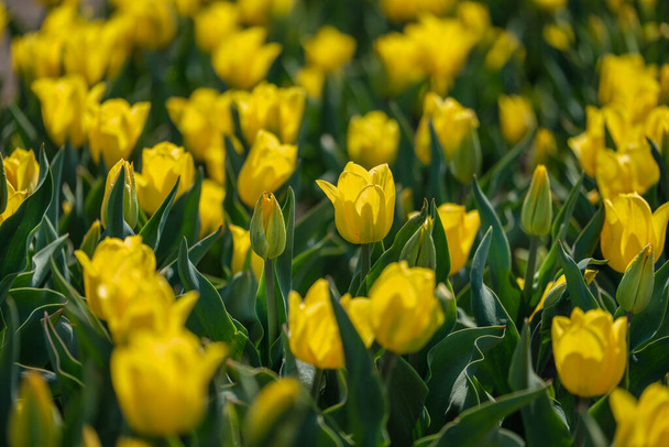 Grupo de tulipanes amarillos. Enfoque selectivo. Alfombra colorida de flores. Tulipanes coloridos foto fondo
. - Foto, imagen