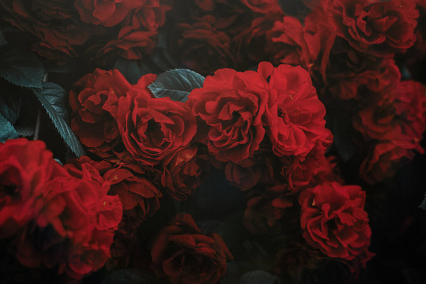 Roses dramatische Tonung. Hintergrund der Rosenbüsche - Foto, Bild