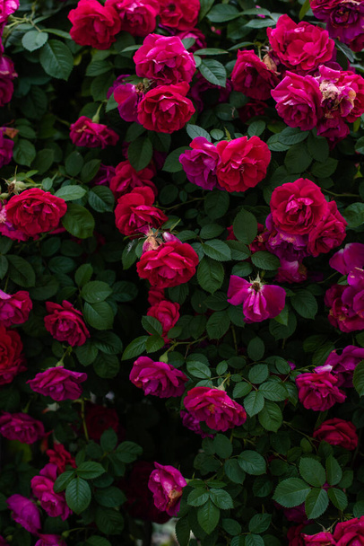 Die blühenden Rosenbüsche im Garten. Hintergrund der Rosenbüsche - Foto, Bild