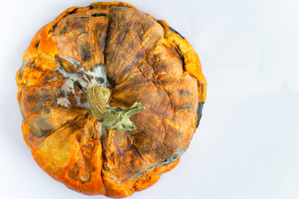 Moldy ugly pumpkin with rotten spots on a white background. Selective focus. Space for text. - Foto, Bild