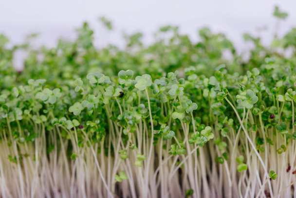 sementes germinadas de microverdes, brócolis
 - Foto, Imagem