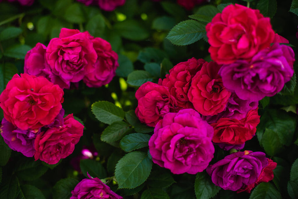 Les buissons florissants de roses dans le jardin. Contexte des rosiers
 - Photo, image