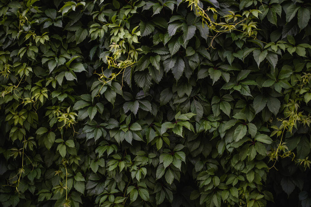 Зеленые листья природного фона, ярко-зеленые листья дикого винограда
 - Фото, изображение