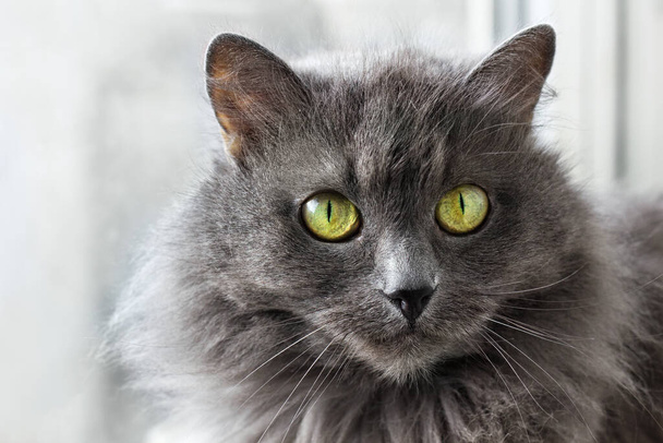 Krásná šedá kočka Nebelung sedí u okna a dívá se na kameru uvnitř domu. - Fotografie, Obrázek