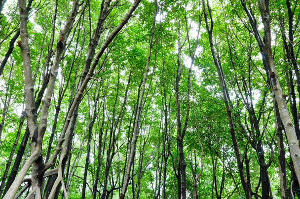 Bosque de manglares - Foto, Imagen