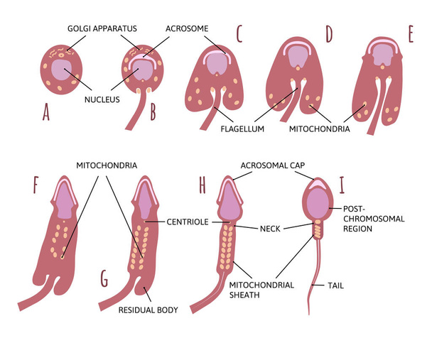 Podsumowanie etapów spermiogenezy, od plemników do plemników. oznaczone liniami. centriole, mitochondria.Anatomia i schemat plemników. Ilustracja wektora medycznego dla każdego projektu. - Wektor, obraz
