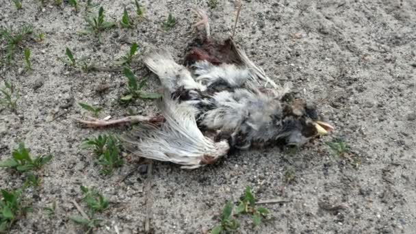 Petit oiseau gris mort repose sur le sol dans l'herbe, écartant ses jambes. Autour des fourmis d'oiseaux rampent. Gros plan
. - Séquence, vidéo