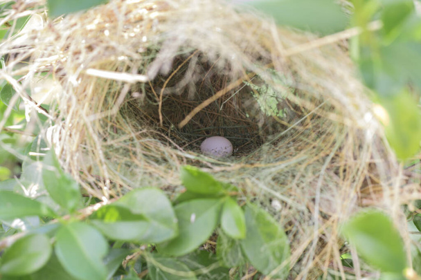 Eier liegen morgens im Vogelnest auf dem Baum - Foto, Bild