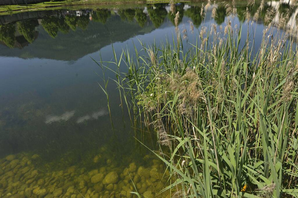 Reed rośnie na brzegu stawu w lecie - Zdjęcie, obraz