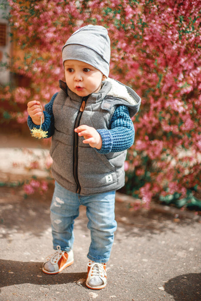 a child dressed in jeans standing near a flowering Bush with pink flowers with a dandelion in his hands in spring - Photo, Image