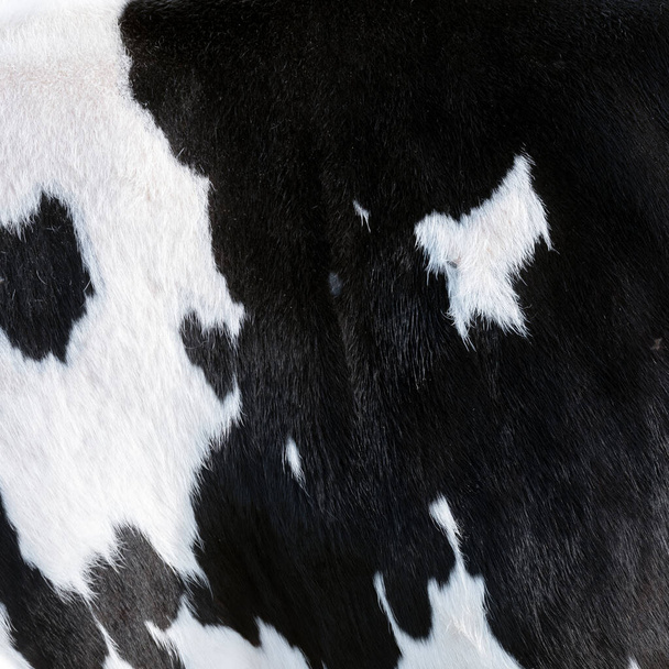 closeup of part black and white hide of spotted cow - Photo, Image
