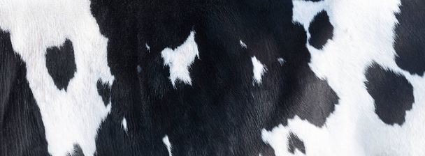 closeup of part black and white hide of spotted cow - Photo, Image