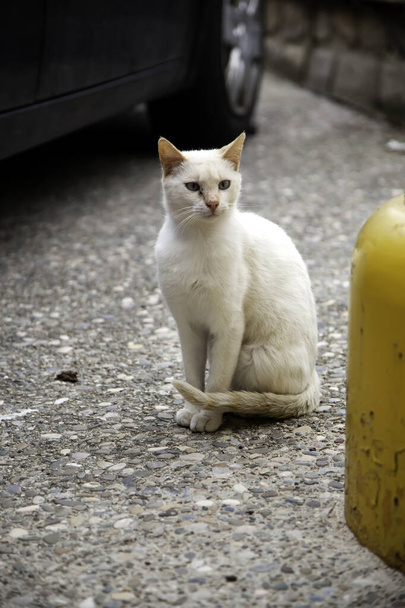 Stray gato branco, detalhe de animal abandonado, sem-teto
 - Foto, Imagem