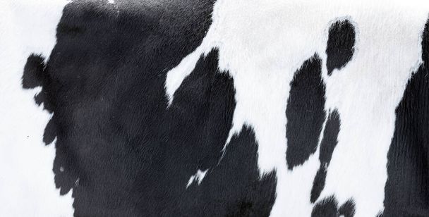 detailní záběr části černé a bílé kůže skvrnité krávy - Fotografie, Obrázek