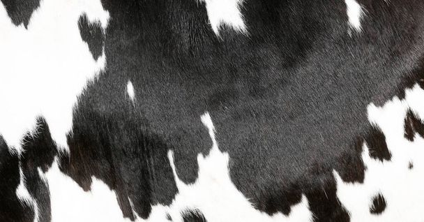 крупним планом частина чорно-біла хованка плямистої корови
 - Фото, зображення