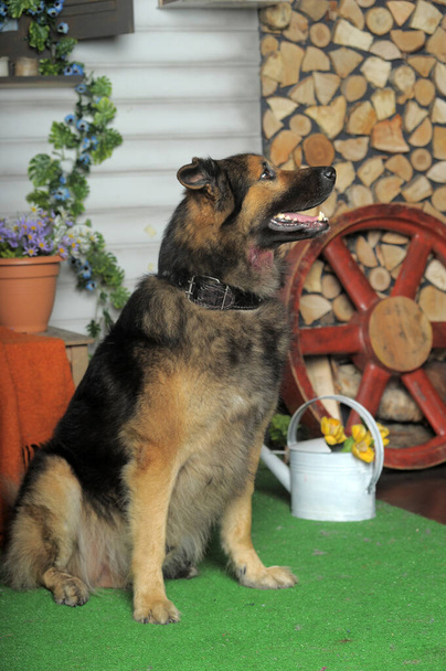 Brauner und schwarzer Mischlingshund sitzend - Foto, Bild