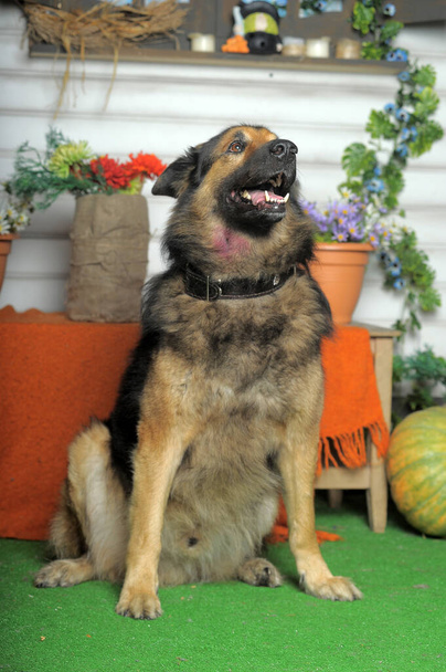 brown and black Mixed-Breed Dog sitting - Foto, Bild