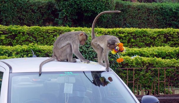 monkeys that live next to people. South india - Photo, Image