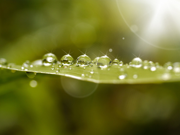 Fresh grass with dew drops close up - Фото, изображение