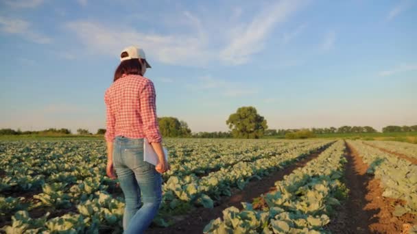 Mujer agricultora caminando a través de un campo de col
 - Imágenes, Vídeo