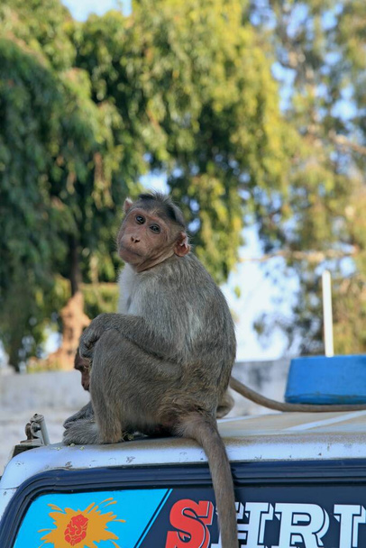 monos que viven al lado de la gente. India meridional
 - Foto, imagen