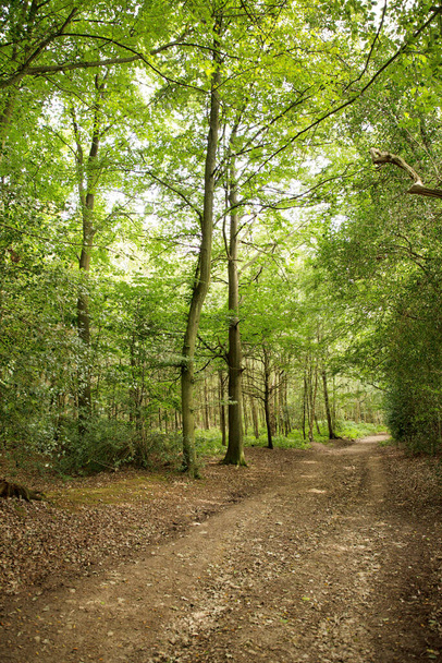 ścieżka w lesie wokół lasu w Surrey - Zdjęcie, obraz