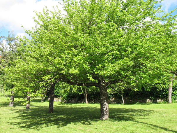 Obstbäume auf einer Wiese im Garten - Foto, Bild