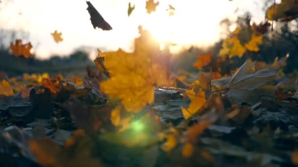 Hojas de arce amarillo está cayendo en el parque de otoño y el sol brilla a través de ella. Hermoso paisaje de fondo. Colorida temporada de otoño. Cámara lenta Primer plano - Imágenes, Vídeo