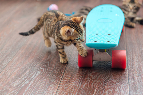 bonito pouco bengala gatinho jogar com azul plástico skate dentro de casa
 - Foto, Imagem