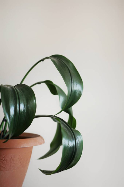 Прекрасное домашнее растение эвхариса. Современный дизайн интерьера с местом для текста
 - Фото, изображение