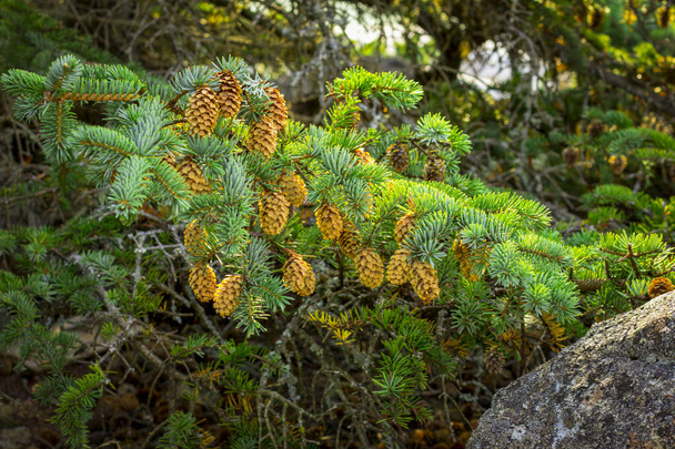 Cones on a tree. Fir tree with cones. - Photo, Image